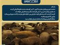 گزارش | قربانی گوسفند در گروه جهادی مهر علوی برای خانواده های نیازمند